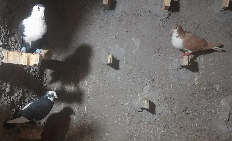 ۳۵۰|پرنده|کشکوئیه, |دیوار