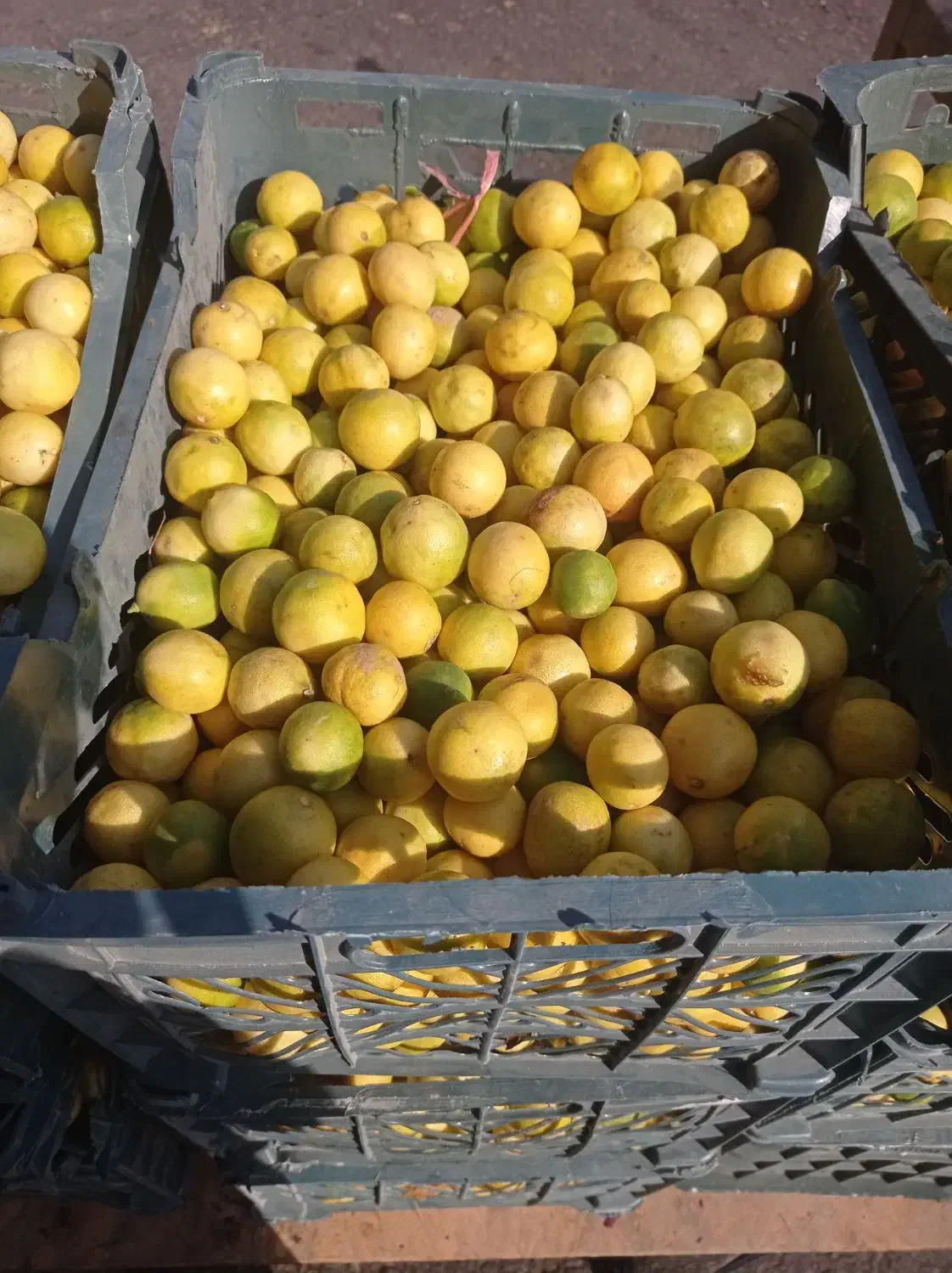 ارزانسرای میوه و تره بار بختیاری|خوردنی و آشامیدنی|فولادشهر, B7|دیوار