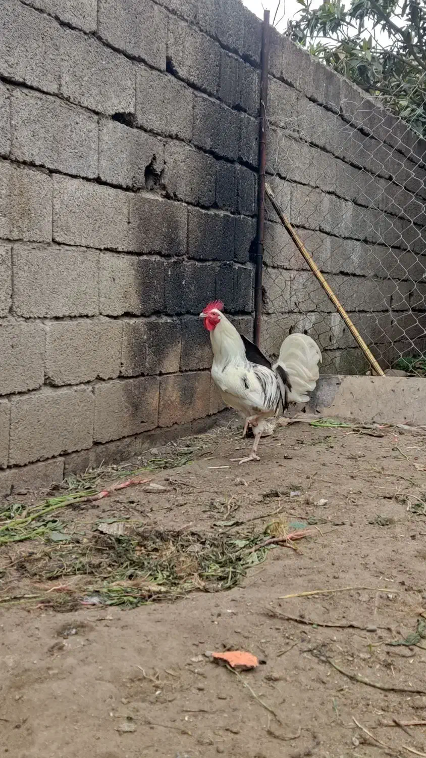 خروس گلین جوون|حیوانات مزرعه|چالوس, |دیوار