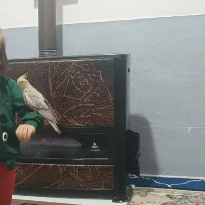 جوجه عروس|پرنده|باخزر, |دیوار