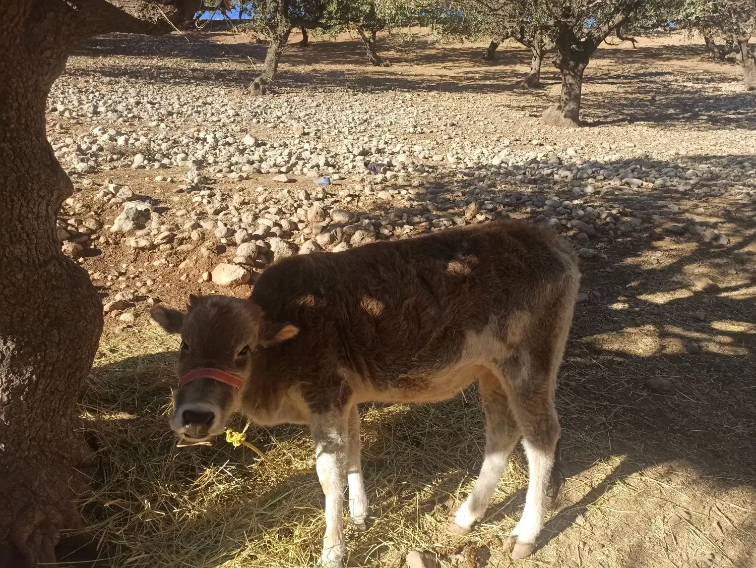 گاو|حیوانات مزرعه|لوداب, |دیوار