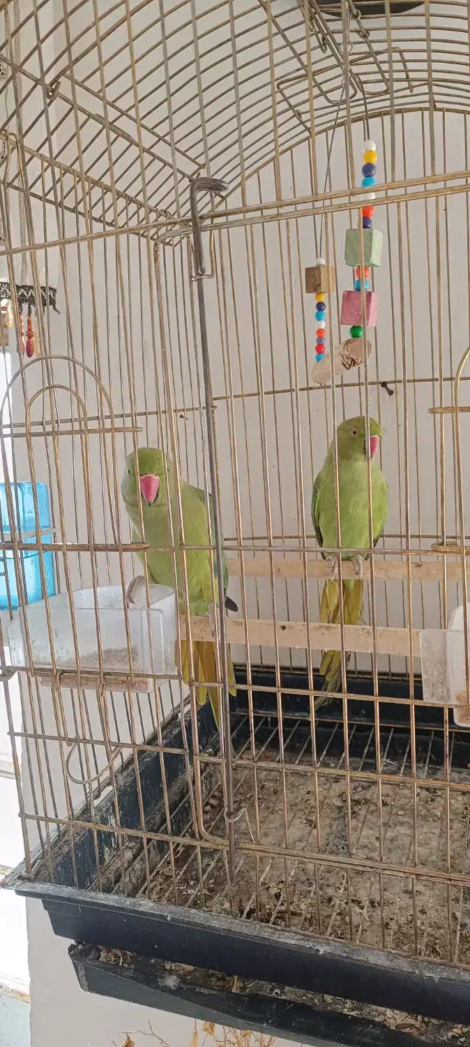 فروش یک طوطی ملنگو|پرنده|اشنویه, |دیوار