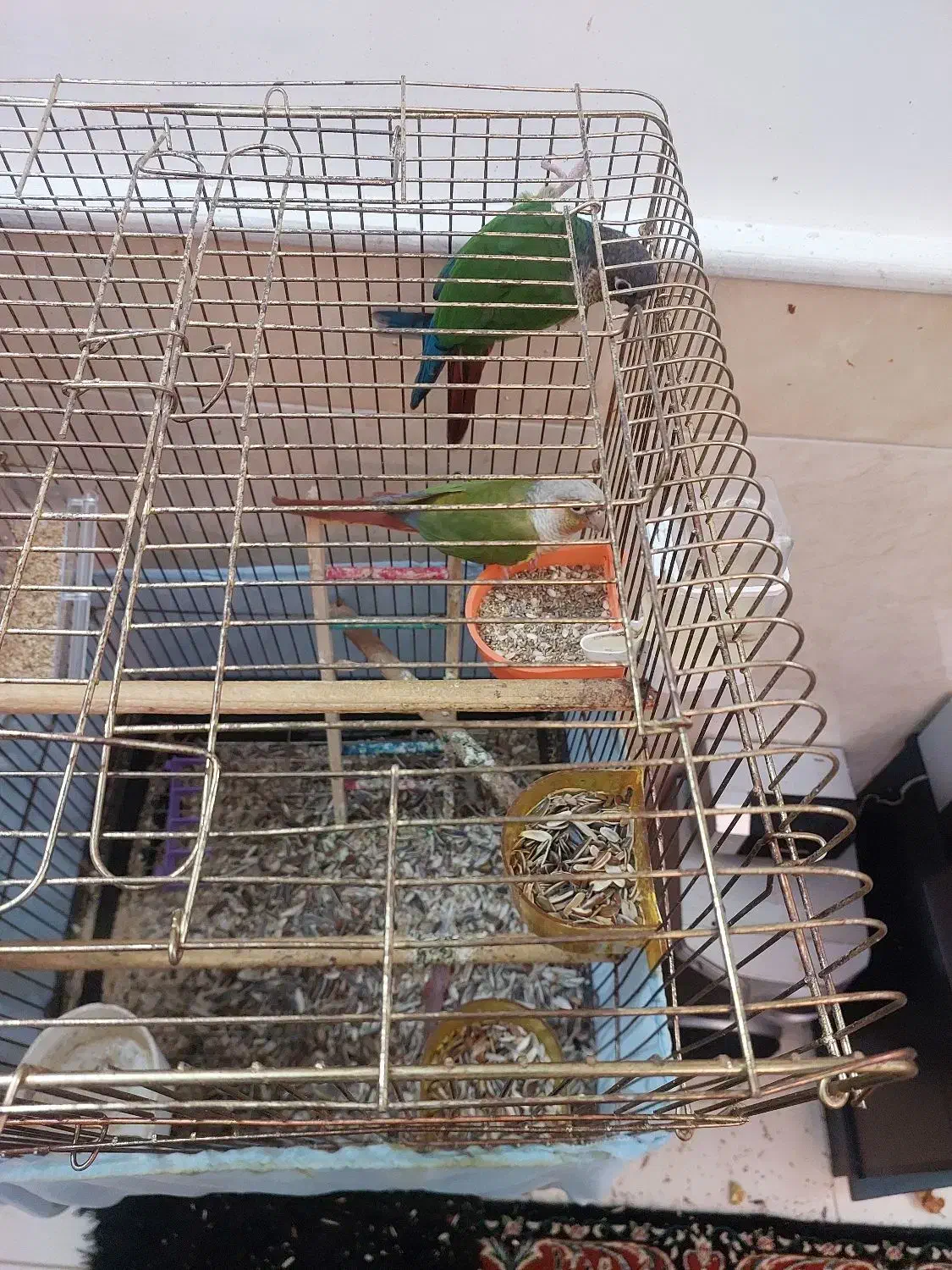 گیرینچیک نروماده مولد|پرنده|قم, باغ کرباسی|دیوار