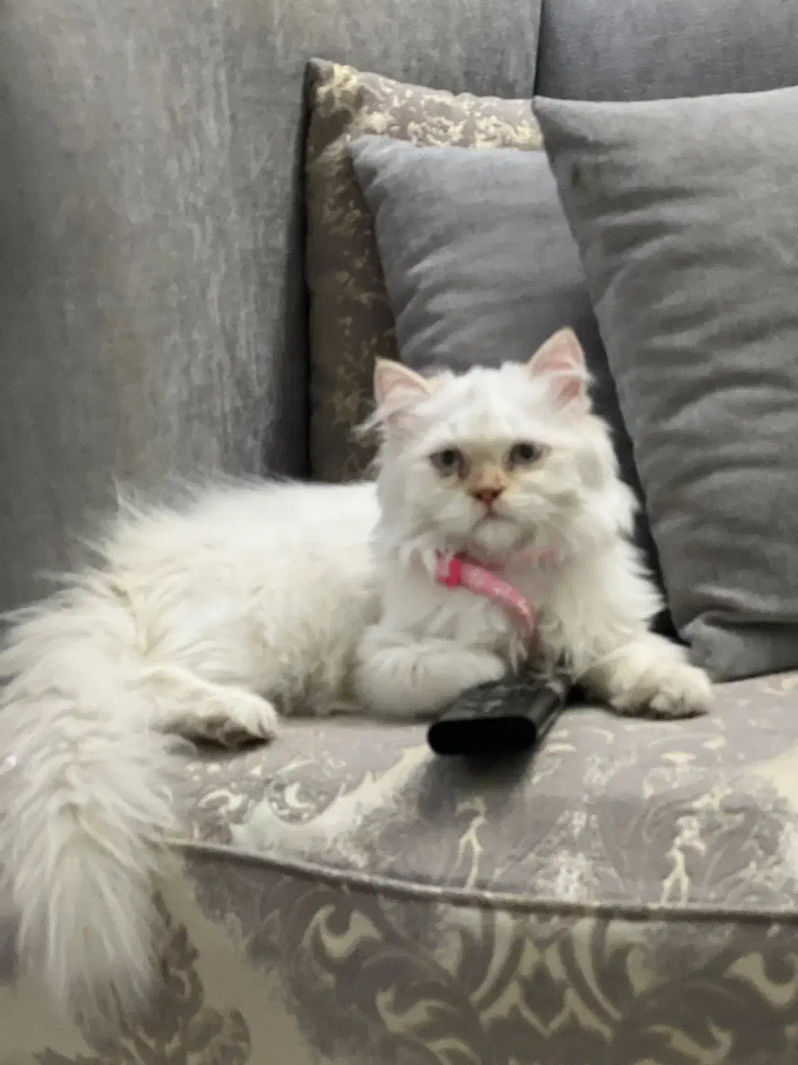 واگذاری گربه  اسکاتیش  پرشین ۴ماهه|گربه|مشهد, الهیه|دیوار