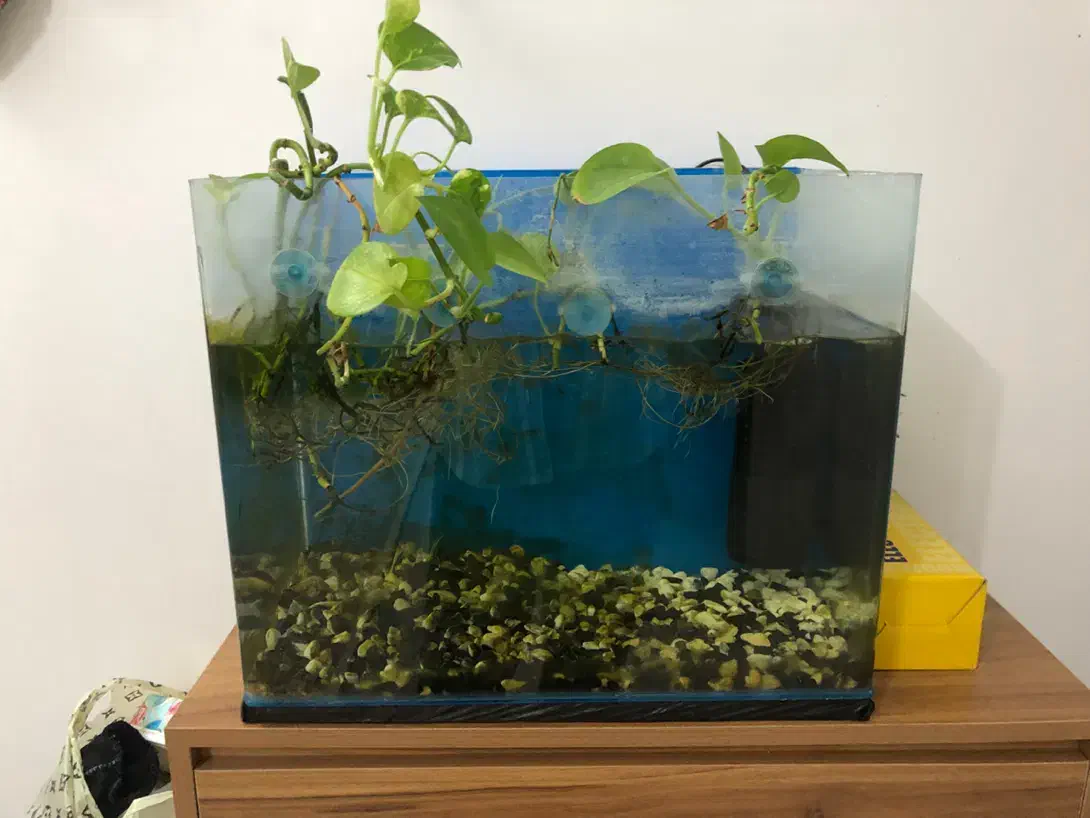 اکواریوم بالوازم وماهی|ماهی|بیرجند, |دیوار