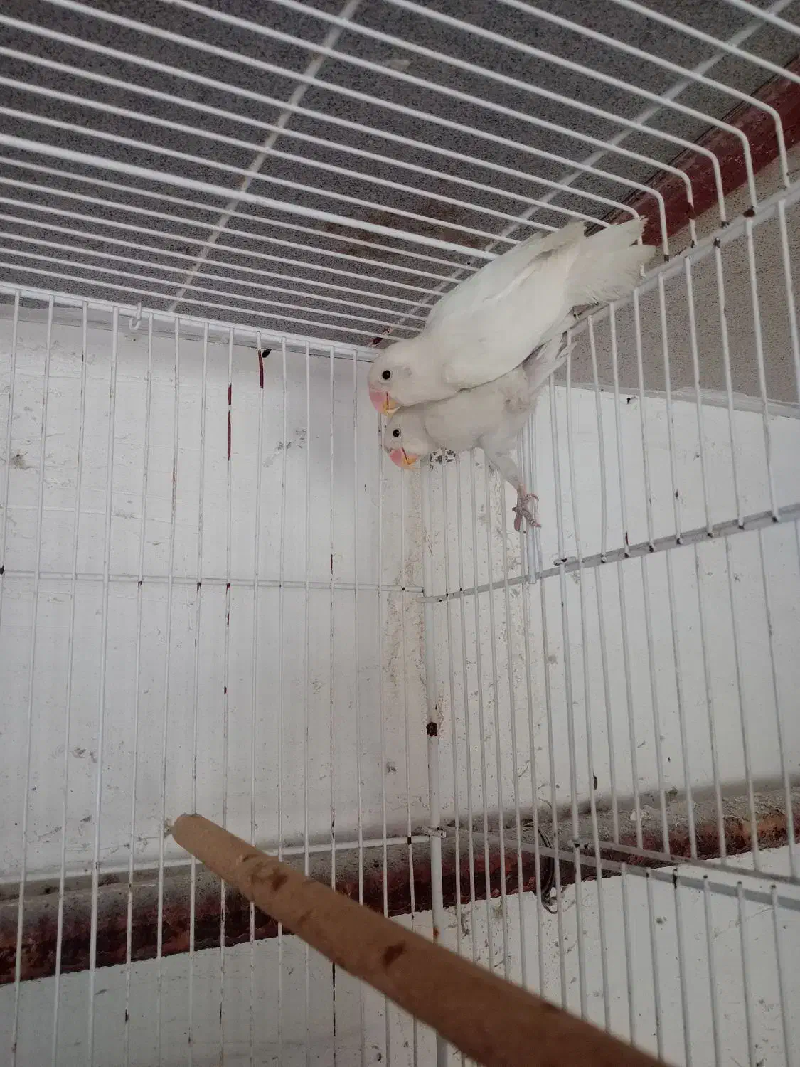 طوطی برزیلی|پرنده|جم, |دیوار