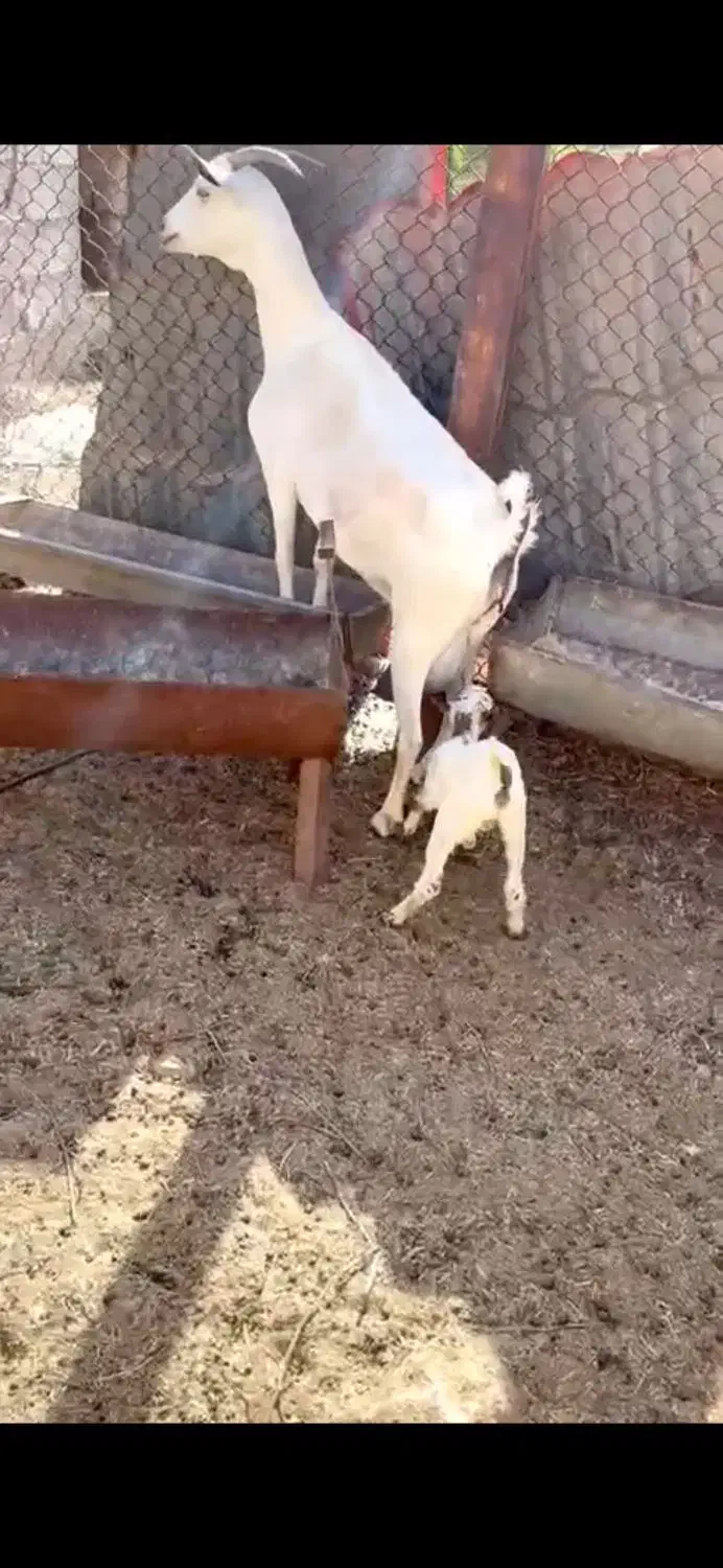 صلاله عربی|حیوانات مزرعه|بندر کنگان, |دیوار