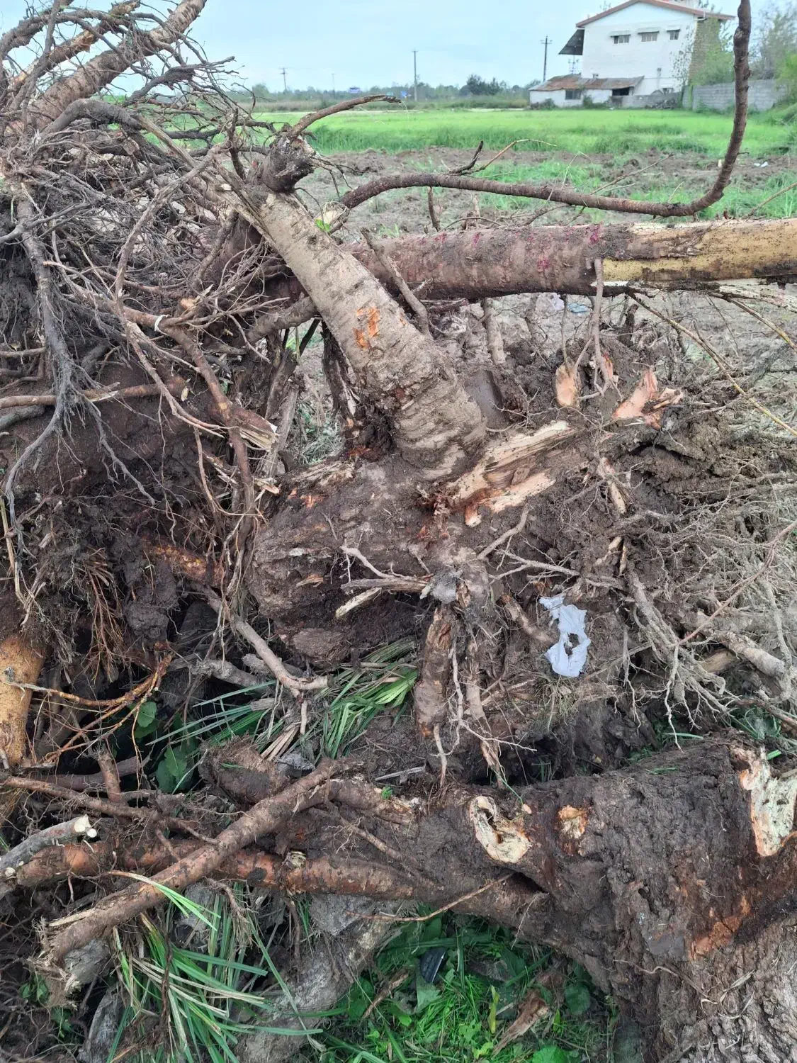 فروش ریشه درخت|خدمات باغبانی و درختکاری|رشت, پسیخان|دیوار