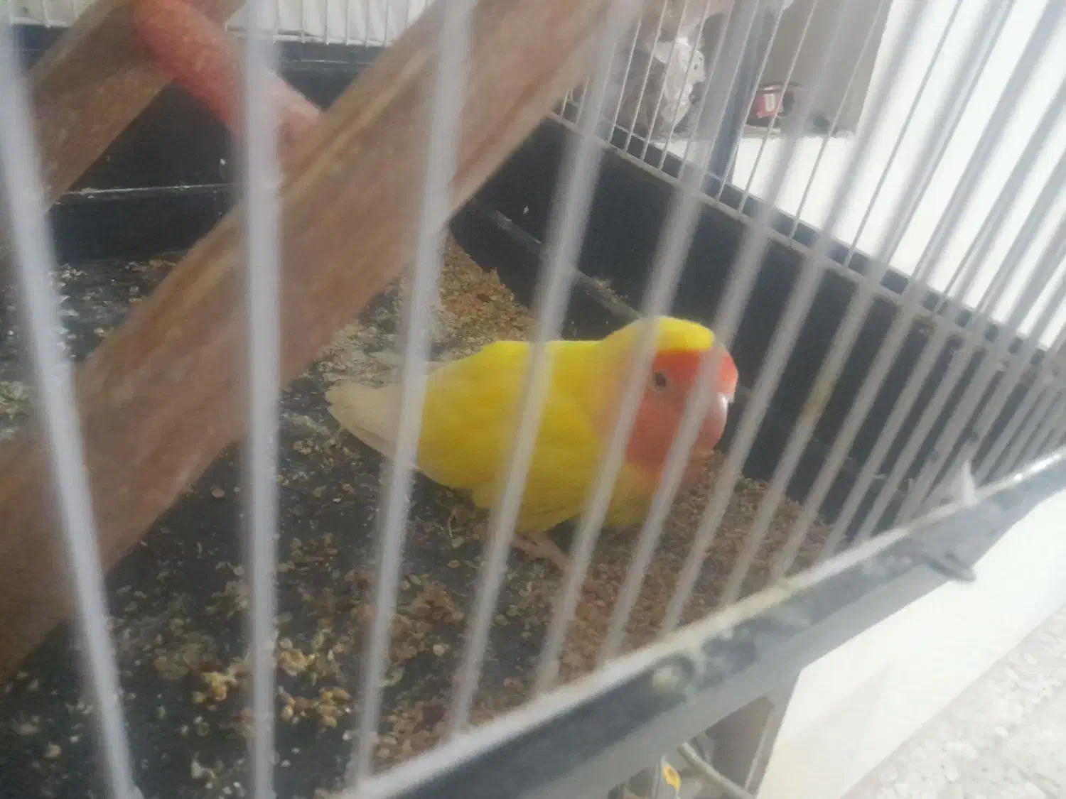 طوطی کوتوله برزیلی یکساله عالیشهر|پرنده|بوشهر, |دیوار