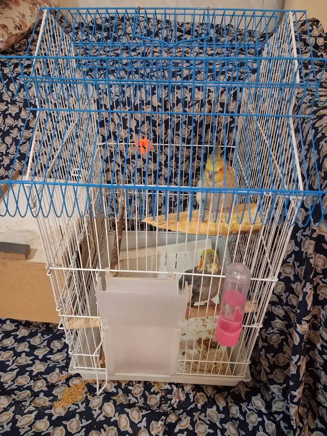 عروس هلندی مولد|پرنده|اهواز, بیست متری شهرداری|دیوار