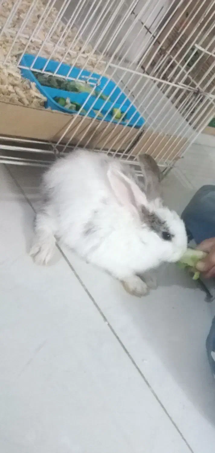 حیوان|موش و خرگوش|مشهد, شهرک رازی (شهرک غرب)|دیوار