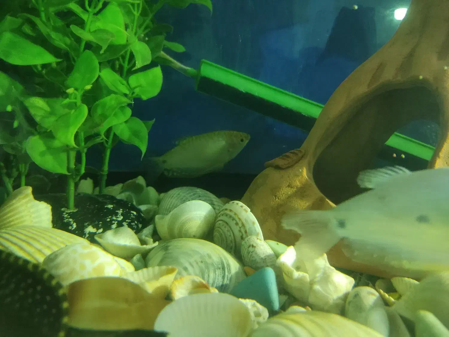 ماهی|ماهی|گرگان, |دیوار