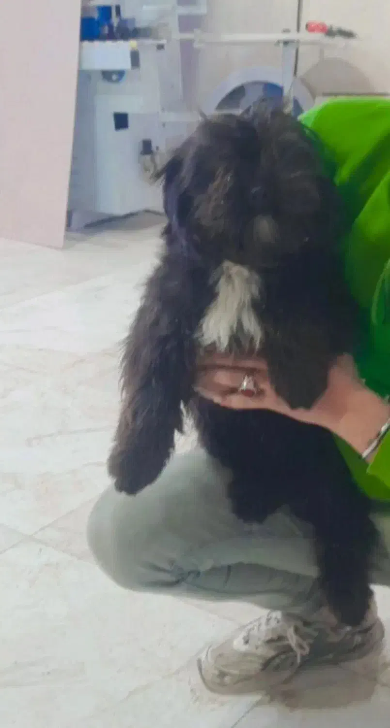 گمشده|حیوانات|اهر, |دیوار