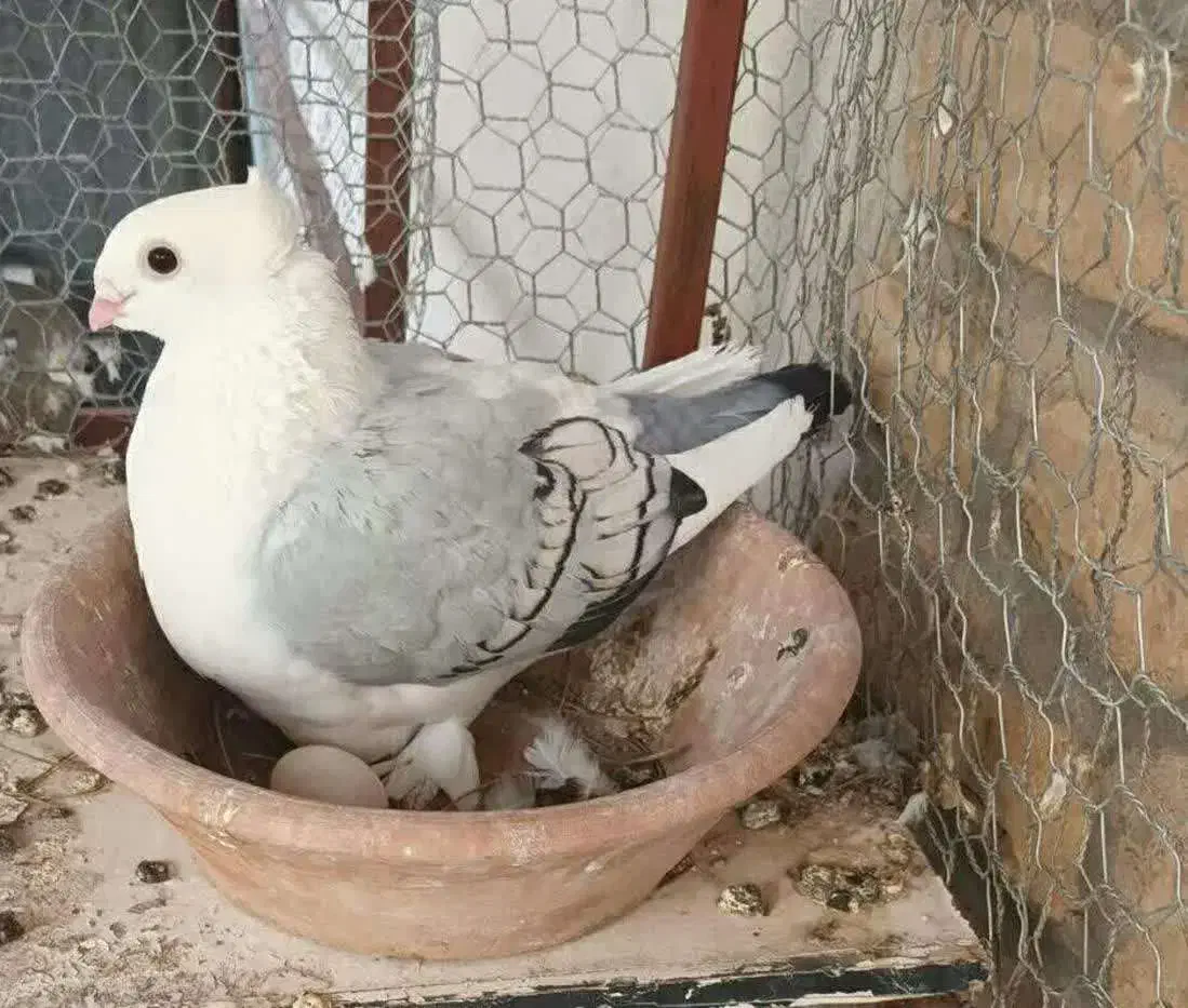 کبوتر بلژیکی بسیار اهلی پر آبی|پرنده|قم, باجک یک|دیوار