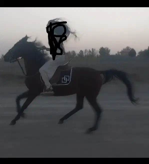 فروش و اجاره اسب ساعتی،روزانه جهت عکاسی،سوارکاری|اسب و تجهیزات اسبسواری|شاندیز, |دیوار