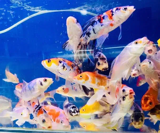 ماهی کوی چرم سوپر باله|ماهی|اهواز, کیانشهر|دیوار