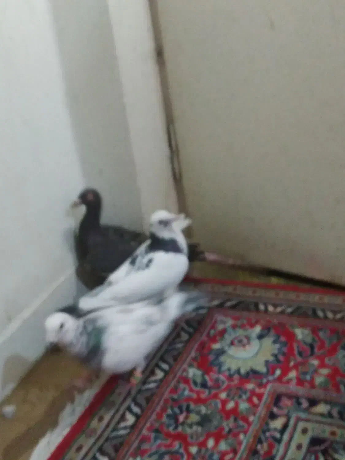 یهودی قهوای ابلق سبز گلدمن ُسبز|پرنده|شیراز, فاضل|دیوار