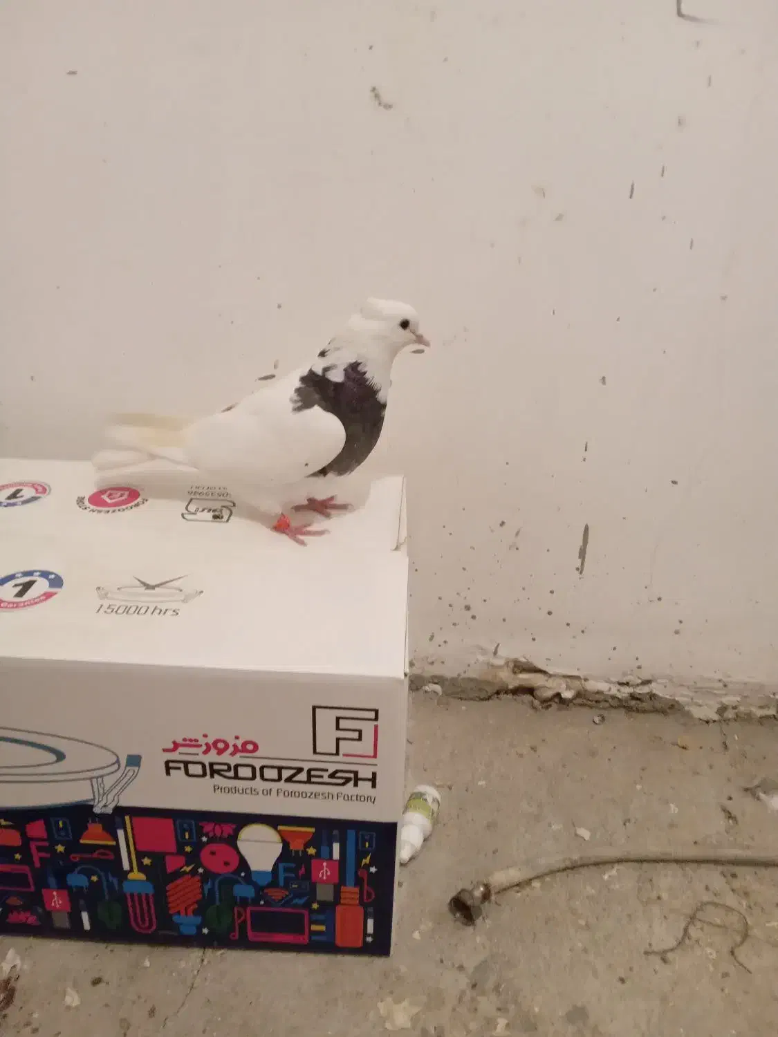 کفتر|پرنده|مشکیندشت, |دیوار