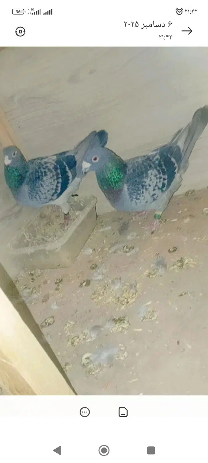 کفتر|پرنده|شریف‌آباد, |دیوار