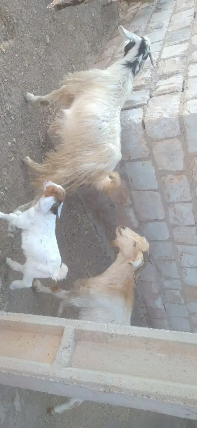 بز های داشتی وشیر|حیوانات مزرعه|طرهان, |دیوار