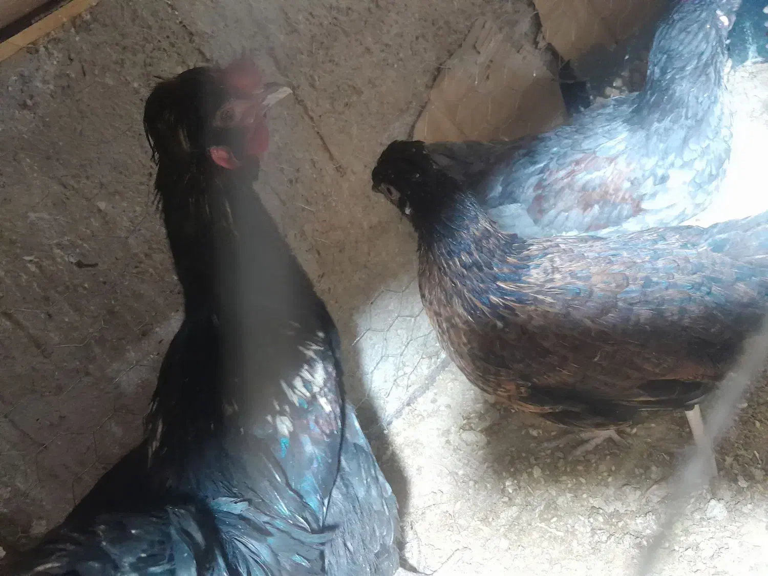 مرغ و خروس مینیاتوری|حیوانات مزرعه|پیشوا, |دیوار