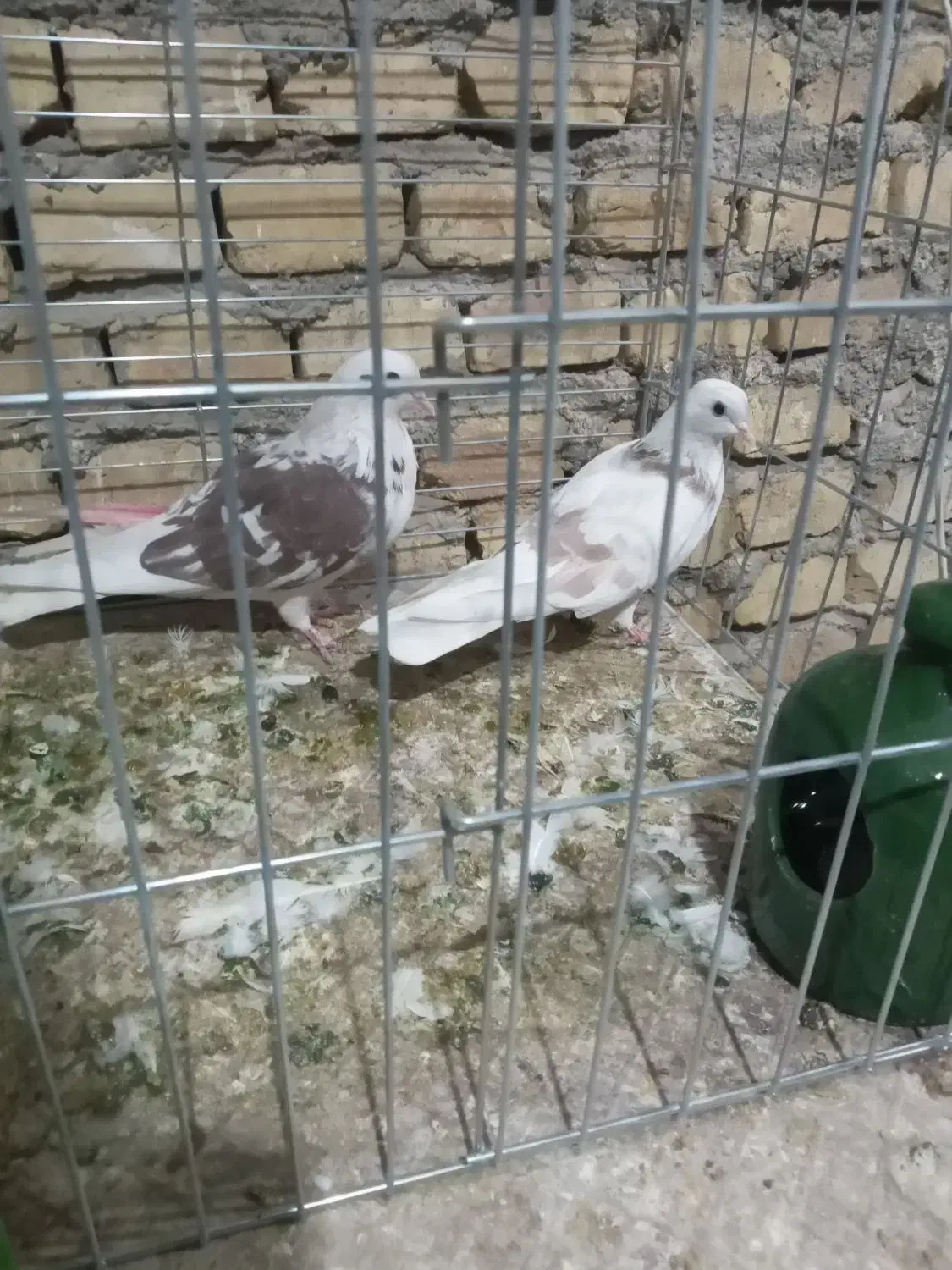 کبوترکشکلک وسروک پرشی و(محل بازدیدبلواراستقلال)|پرنده|اشکذر, |دیوار