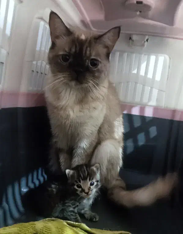 گربه ماده پرشین اسکاتیش|گربه|گنبد کاووس, |دیوار