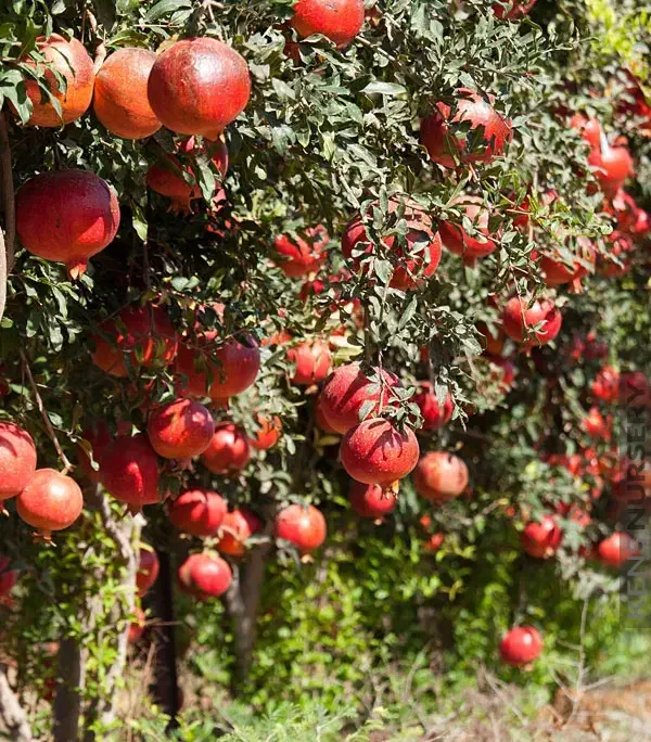 خدمات باغبانی هرس کاری و بیل زنی و کاشت|خدمات باغبانی و درختکاری|خرم‌آباد, |دیوار