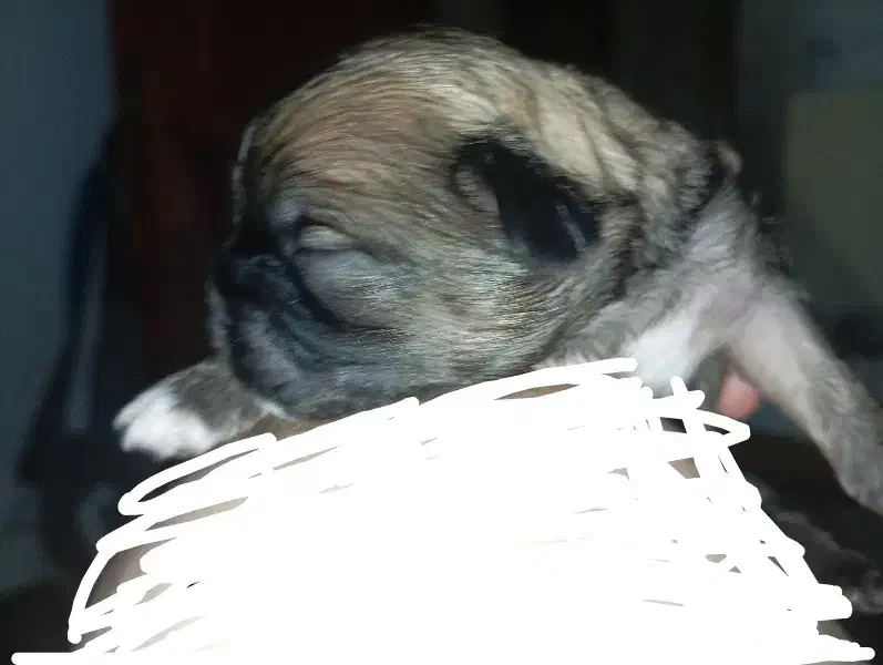 سگ شیتزو پیکنیز|سگ|بندر انزلی, شانگهای پرده|دیوار