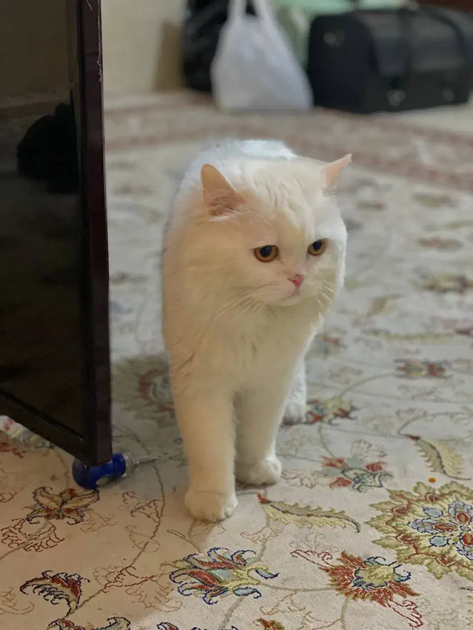 گربه پرشین|گربه|بجنورد, |دیوار