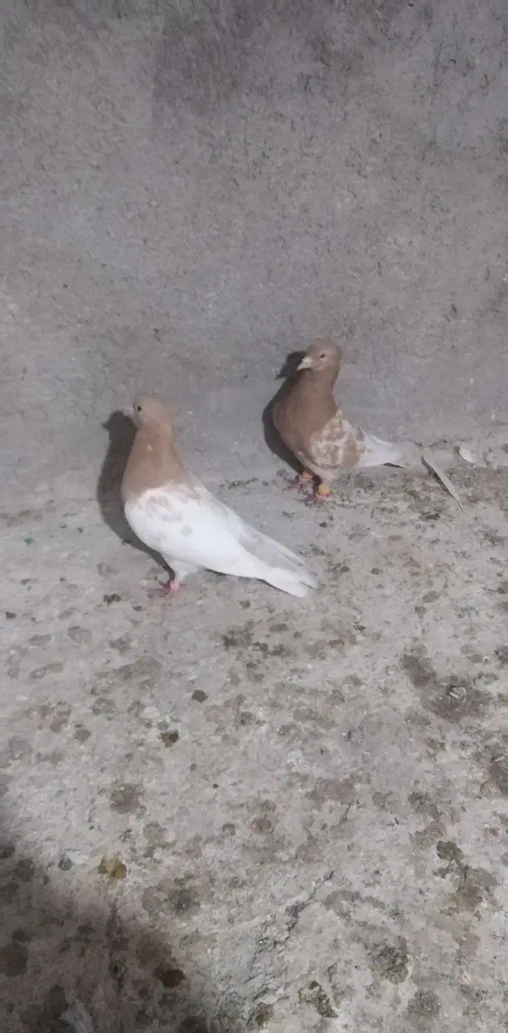 کبوتر|پرنده|جغتای, |دیوار