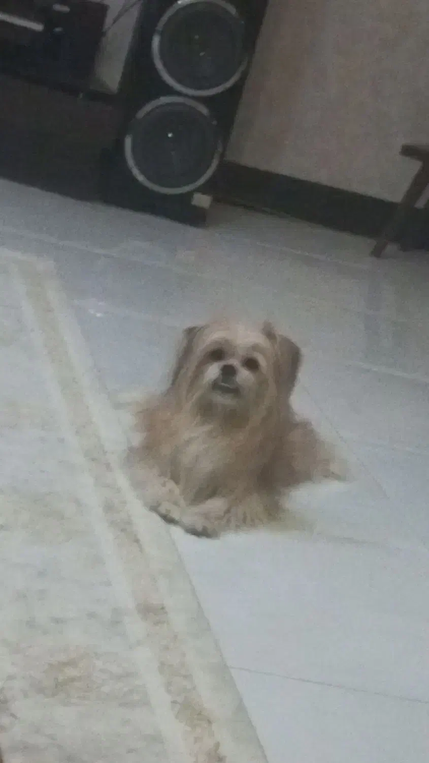 واگذاری سگ|سگ|پاکدشت, حصار امیر|دیوار