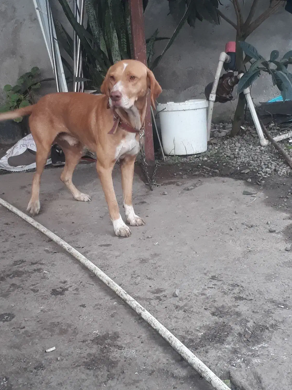 رودبنه|سگ|رودبنه, |دیوار