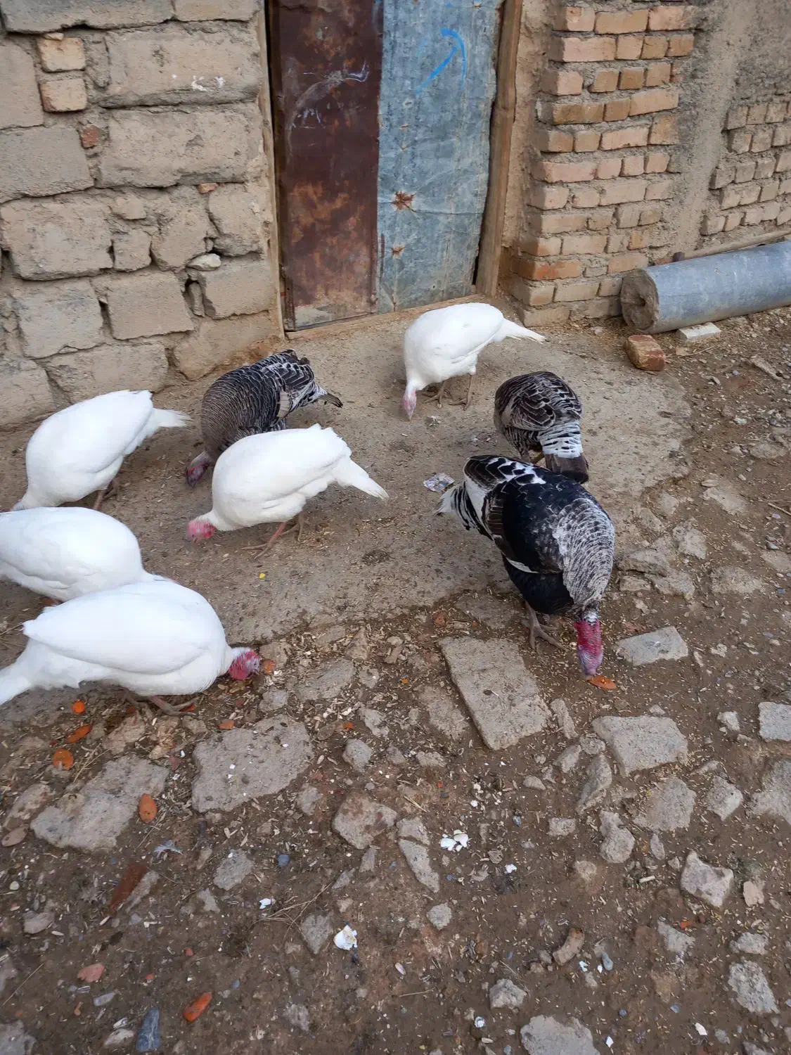 بوقلمون|حیوانات مزرعه|دورود, |دیوار