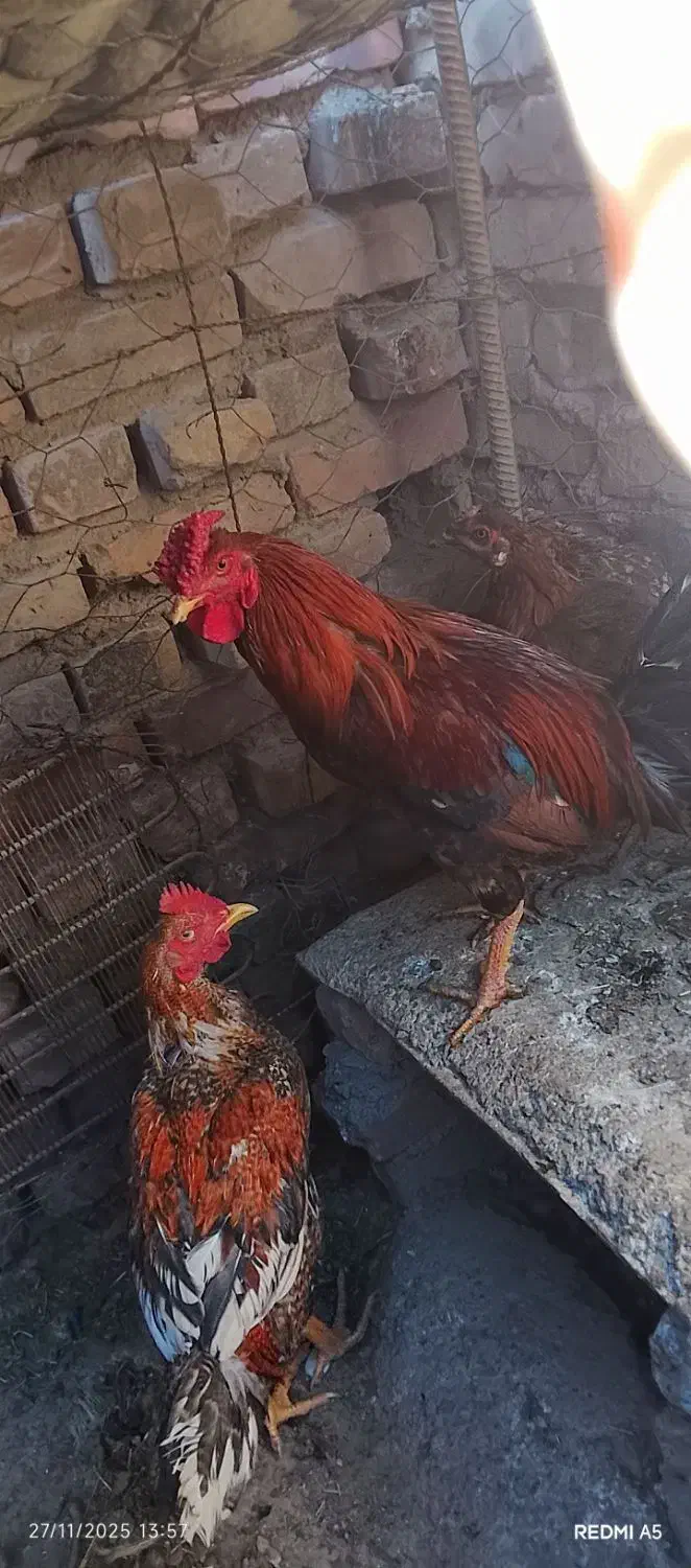 خروس|حیوانات مزرعه|خاش, |دیوار