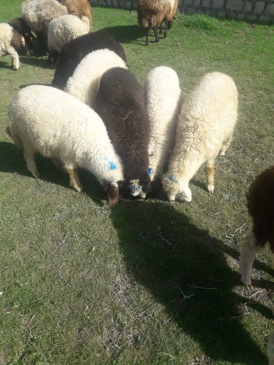 بره|حیوانات مزرعه|کرمانشاه, |دیوار