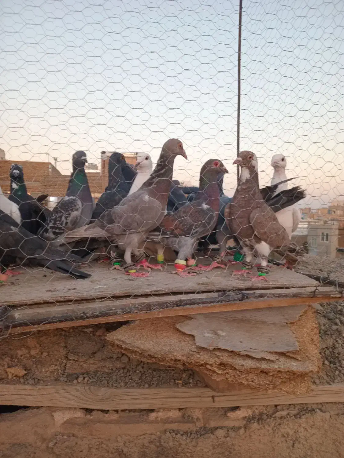 تا کفتر|پرنده|روداب, |دیوار