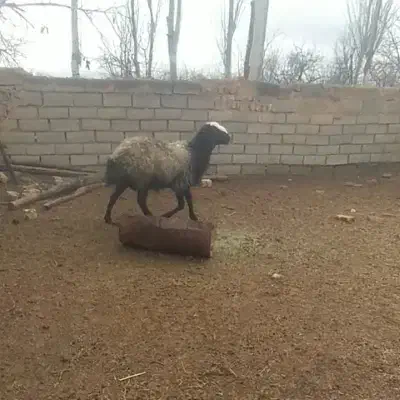 قوچ شالی|حیوانات مزرعه|اسفرورین, |دیوار