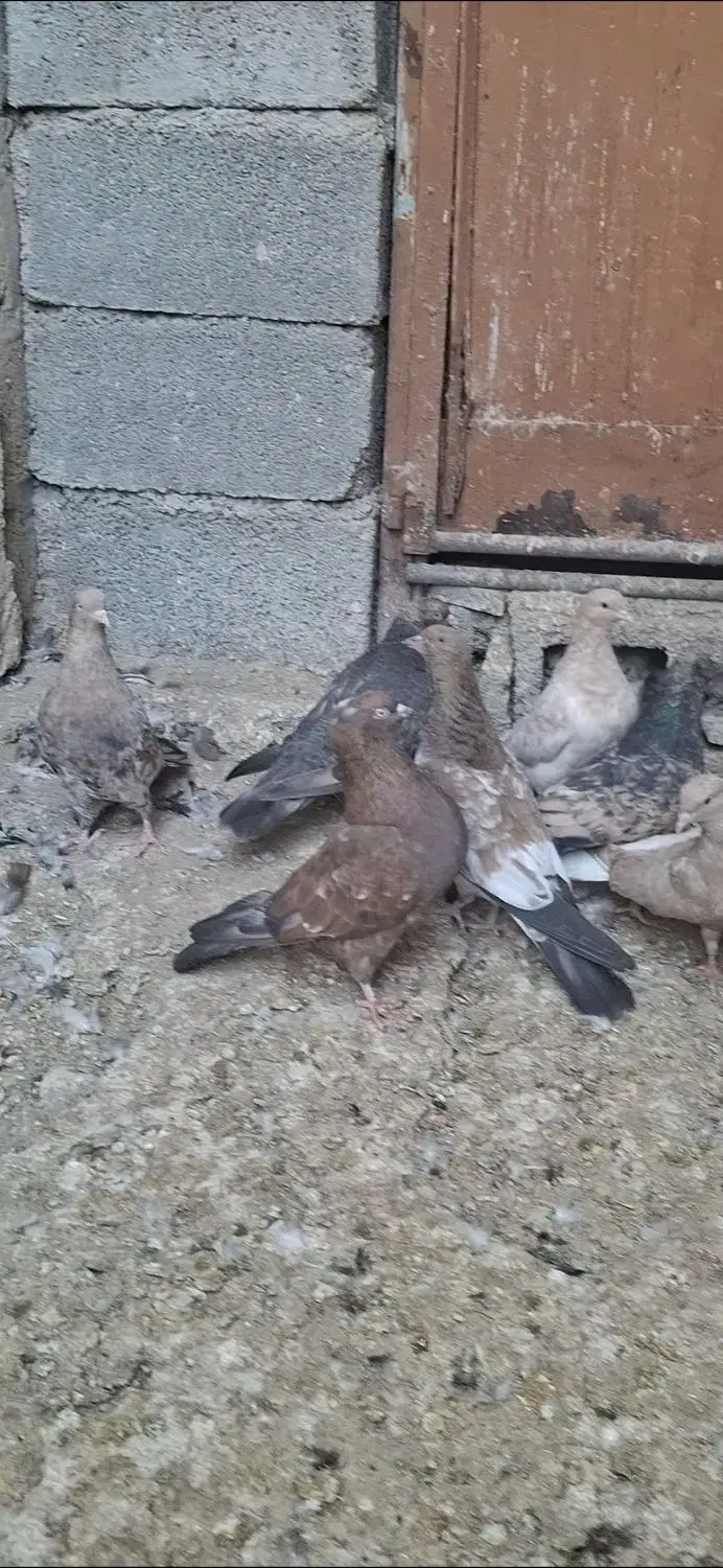 کله ای|پرنده|امیدیه, |دیوار