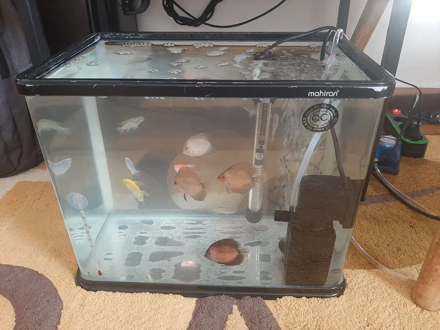 آکواریوم شیشه‌خم ماهیران|ماهی|ارومیه, |دیوار