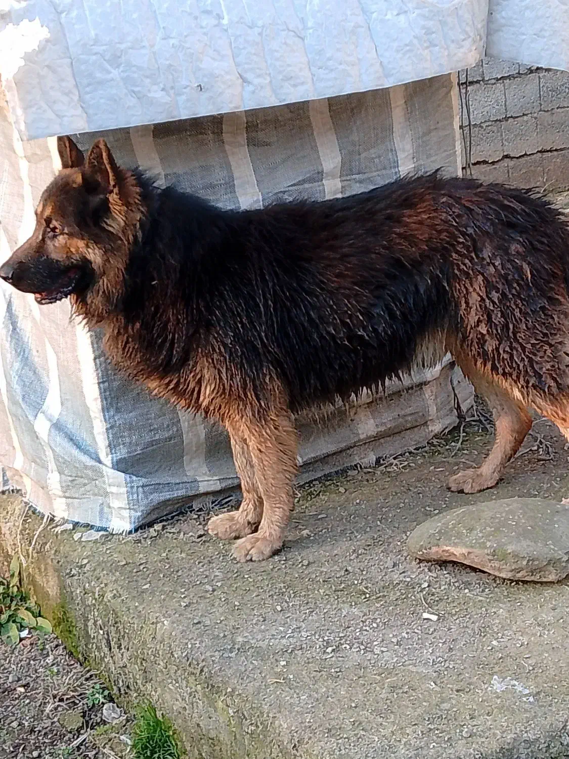 سگ ژرمن شپرد نر ۱۱ماهه|سگ|لوندویل, |دیوار