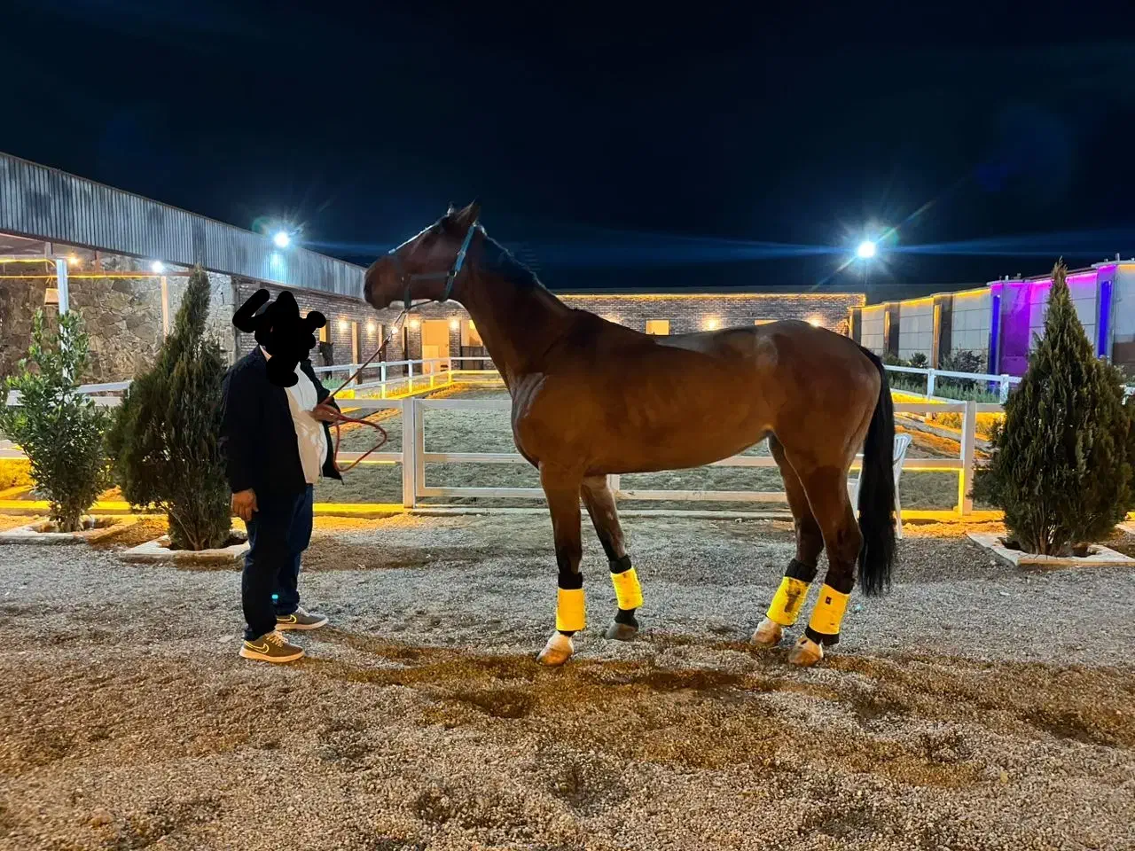 نریان اخته|اسب و تجهیزات اسب‌سواری|تهران, بوستان چیتگر|دیوار