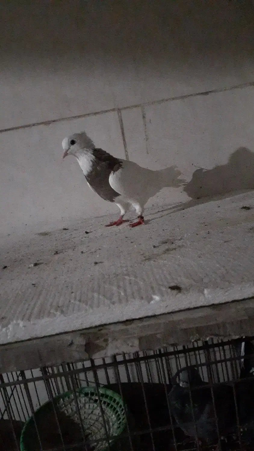 اهواز شهرک الاهیه|پرنده|اهواز, شهرک الهیه|دیوار