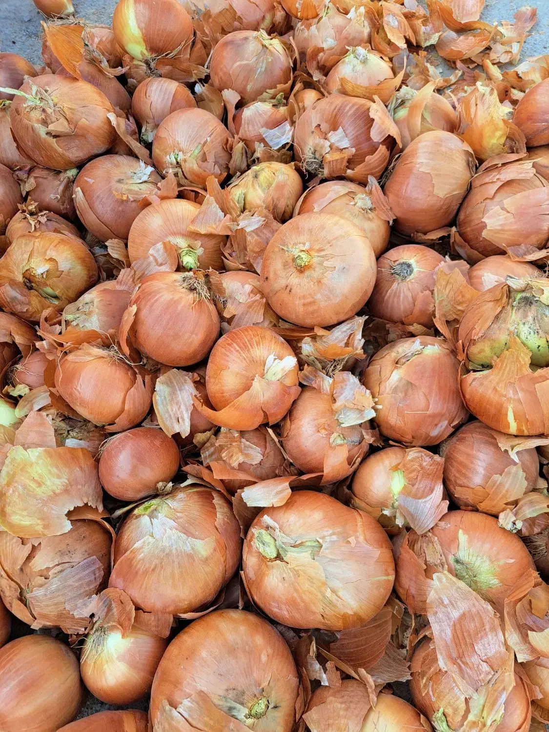 پیاز فلات|خوردنی و آشامیدنی|گرمخان, |دیوار