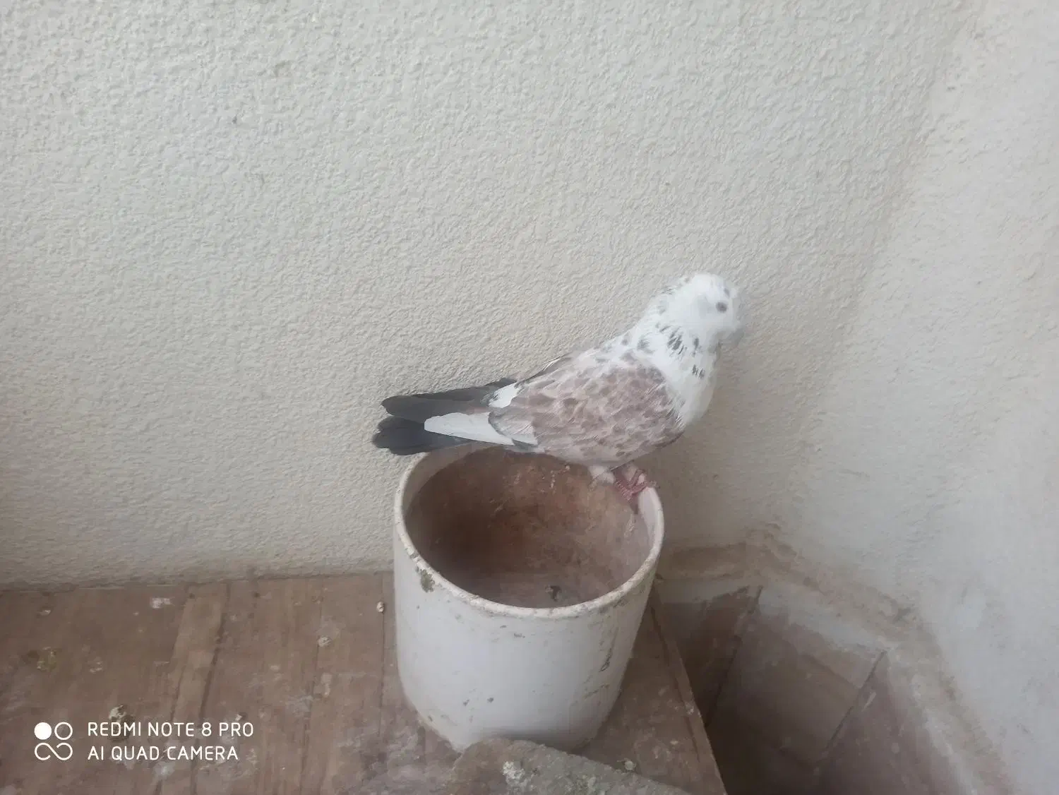 کبوتر تهرانی نر|پرنده|پرند, فاز ۵|دیوار