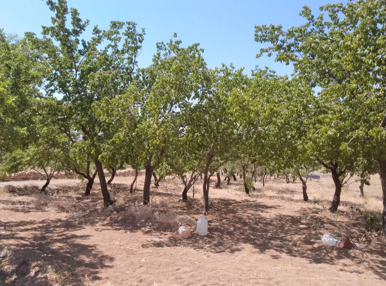 16جریب باغ بادام و 2 ساعت آب قطره ای|فروش دفتر صنعتی، کشاورزی، تجاری|بن, |دیوار