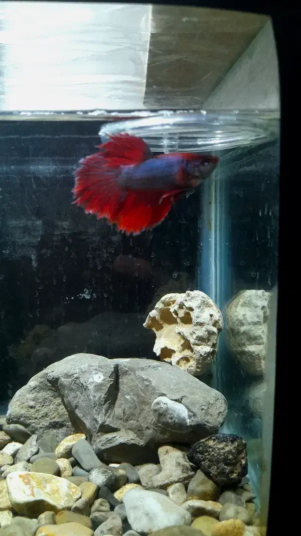 ماهی فایتر|ماهی|شیروان (خراسان), |دیوار