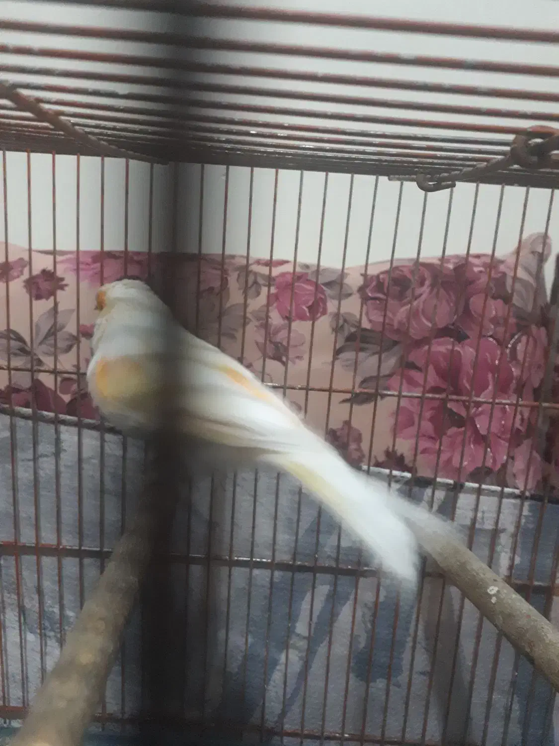 قناری نرسرامیکی|پرنده|پاکدشت, حصار امیر|دیوار