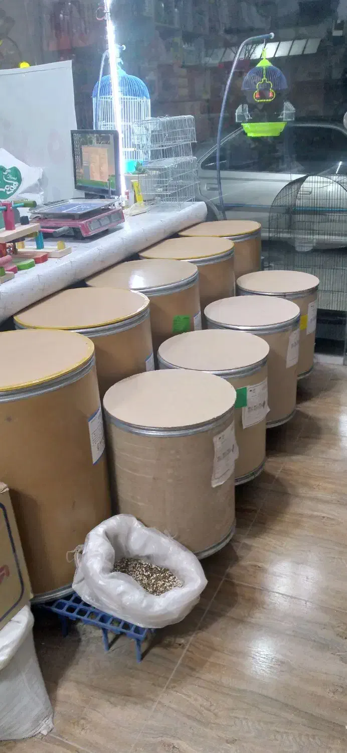 پرنده سرای پرطلا قروه درگزین|پرنده|درگزین, |دیوار