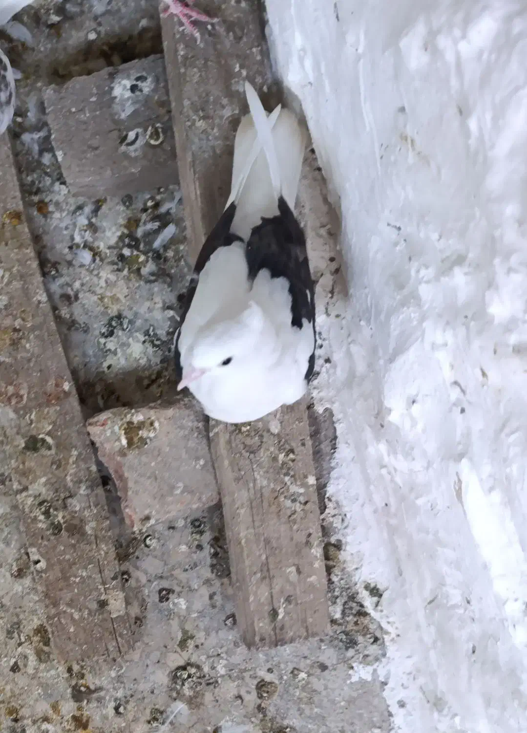 کفتر عروس هلندی پرنده قناری طوطی غیر|پرنده|پاکدشت, پاکدشت (مامازند)|دیوار